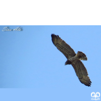 گونه عقاب مارخور Short-toed Eagle